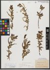 Foto von Salix triandra subsp. amygdalina (L.) Schübl. & G. Martens